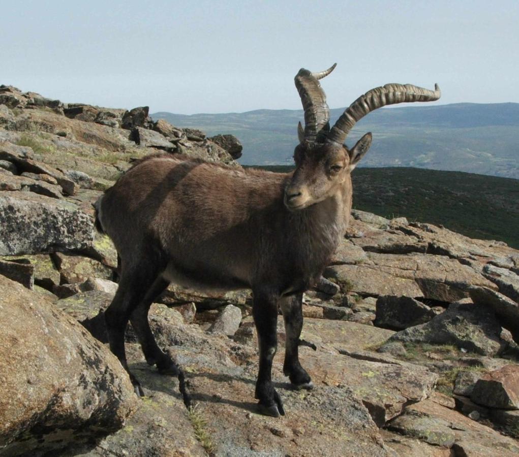 El Nido De Gredos Cuco Apartamento Con Chimenea Navarredonda de Gredos Eksteriør billede