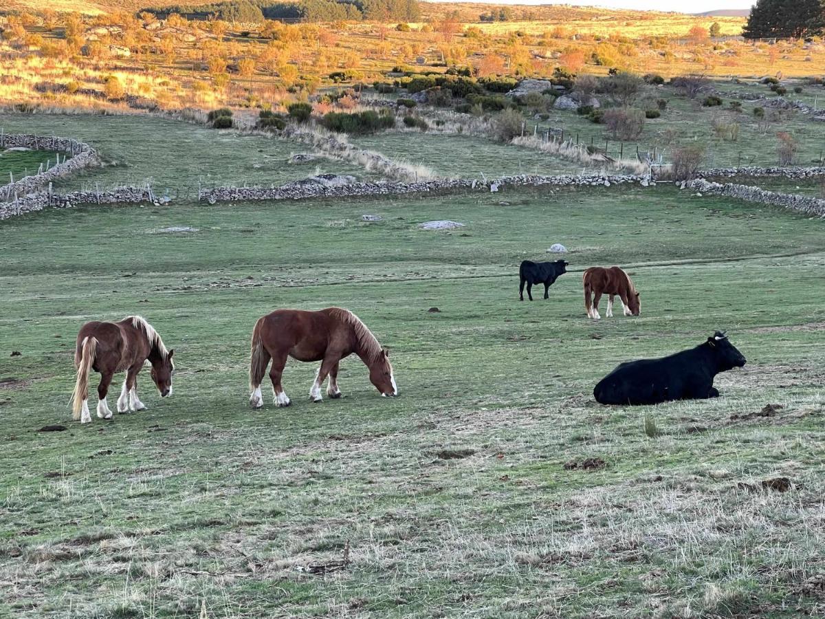 El Nido De Gredos Cuco Apartamento Con Chimenea Navarredonda de Gredos Eksteriør billede